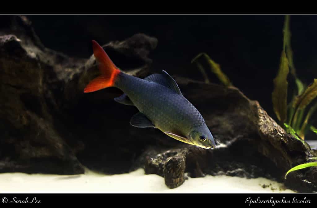 labeo bicolor (Epalzeorhynchos bicolor)