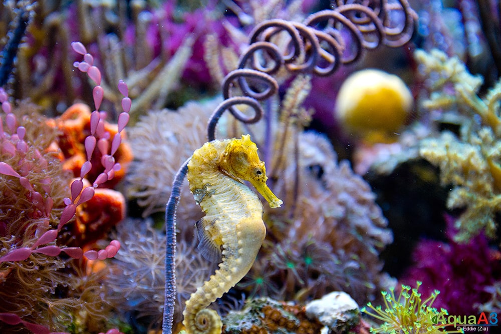 seahorse - Cavalo Marinho (Hippocampus erectus)