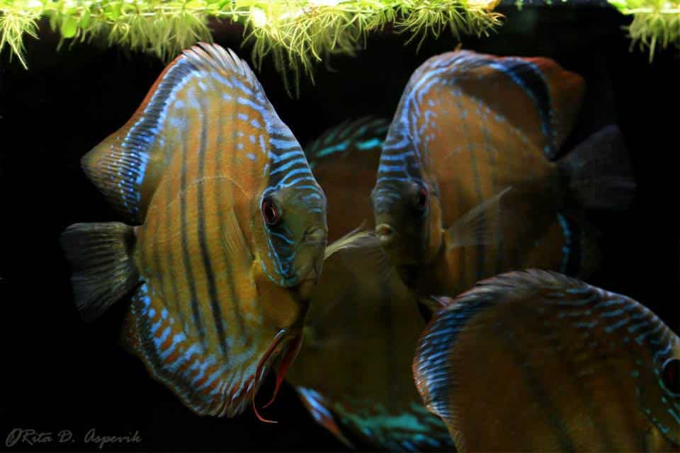 Peixe disco Santarem Discus