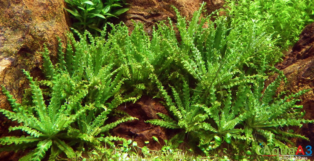 Pogostemon helferi