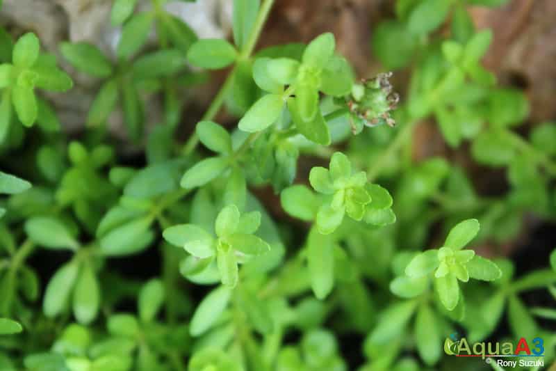 Pogostemon helferi emersa emersed