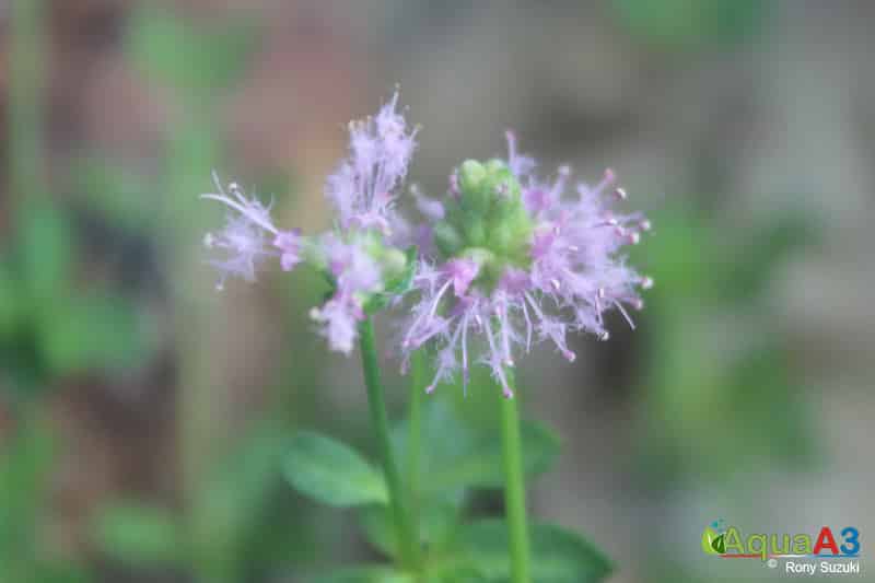 Pogostemon helferi flor flower