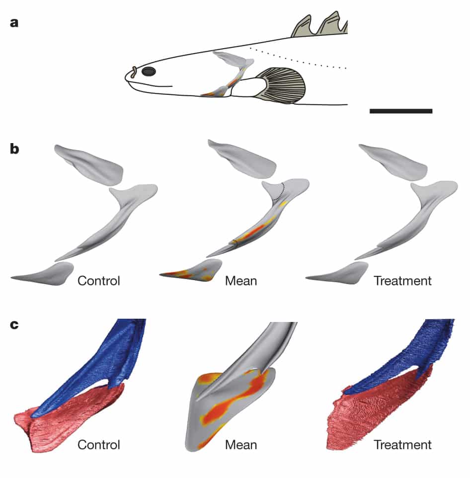 Polypterus senegalus Peixe ajuda a explicar a evolução das espécies