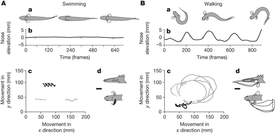 Polypterus senegalus evolução