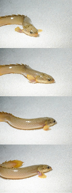 Polypterus senegalus walking