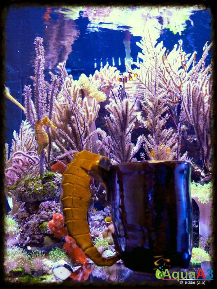 Seahorse Utopia dicas aquario