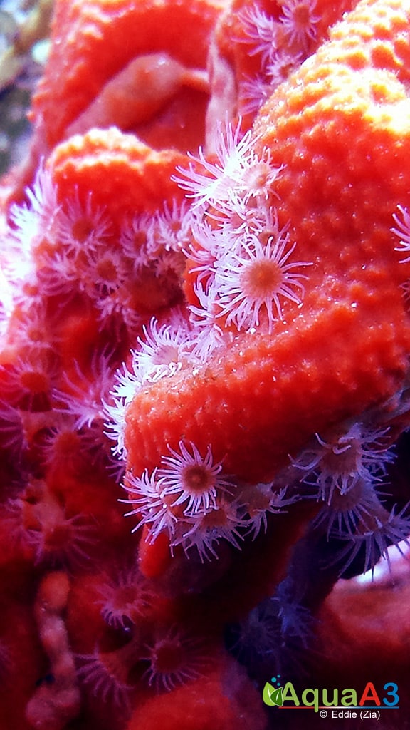 coral Red Sponge