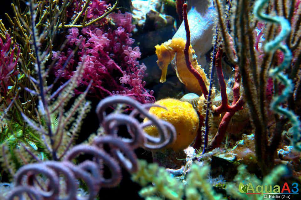 seahorse - Cavalo Marinho (Hippocampus erectus) 