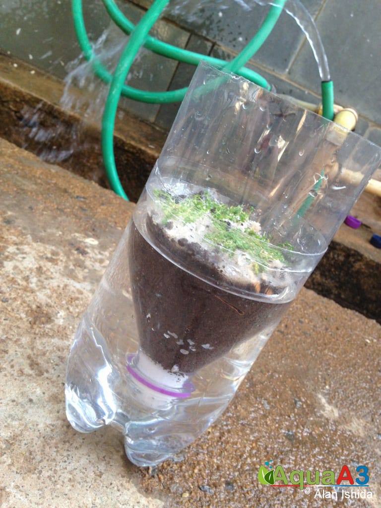 cultivo emerso de plantas aquáticas com garrafa pet