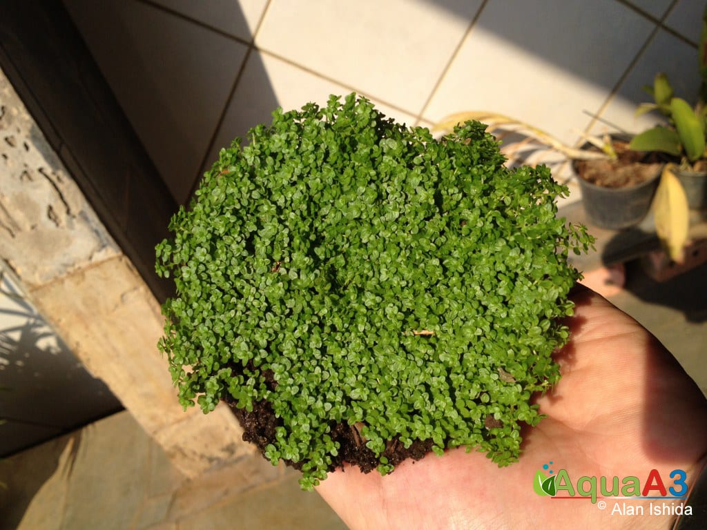 cultivo emerso de plantas aquáticas com garrafa pet - Hemianthus Callitrichoides Cuba