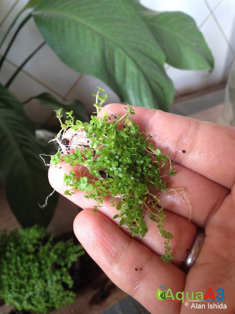 cultivo emerso de plantas aquáticas com garrafa pet - Hemianthus Callitrichoides Cuba