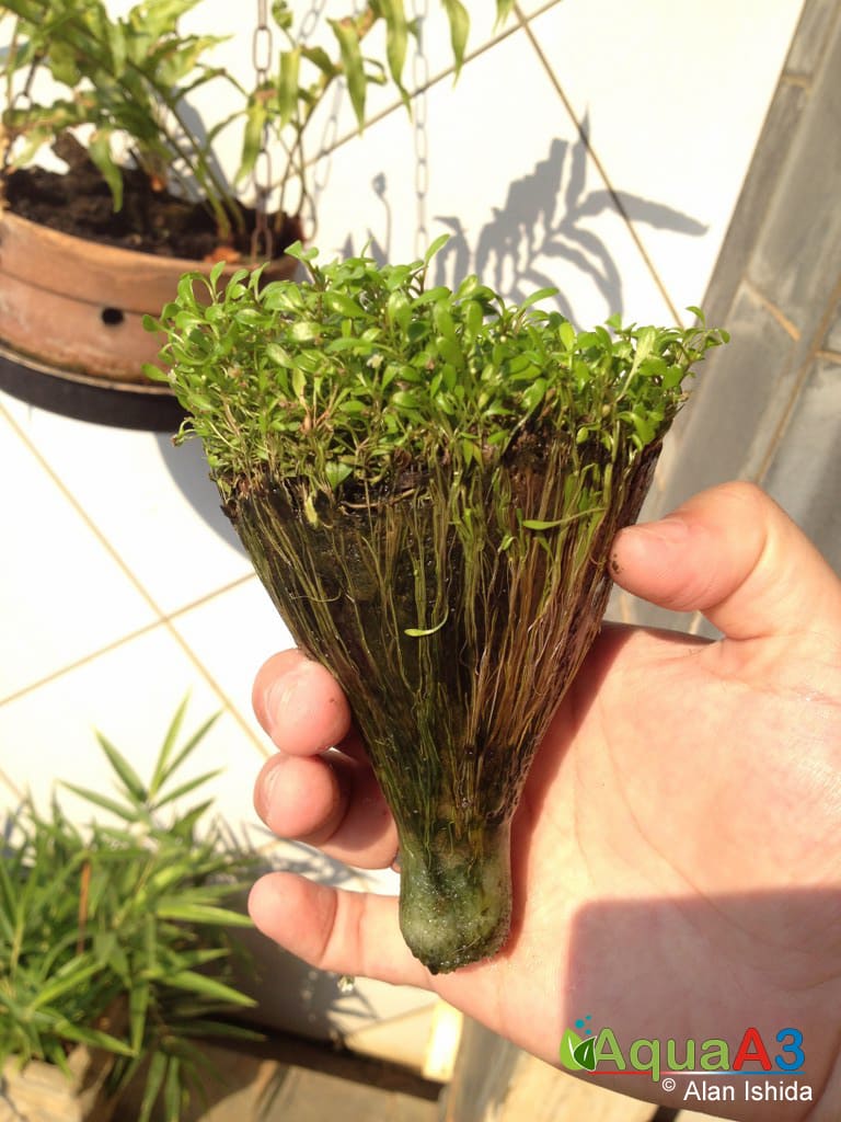 cultivo emerso de plantas aquáticas com garrafa pet - Glossostigma elatinoides