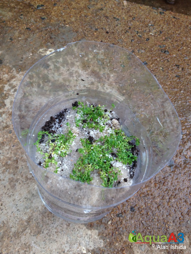 cultivo emerso de plantas aquáticas com garrafa pet 