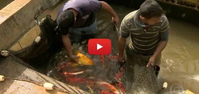 Criação de peixes ornamentais em Minas Gerais