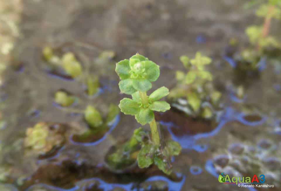 Cultivo de plantas emersas para Aquário -  Pogostemon Helferi Emergindo