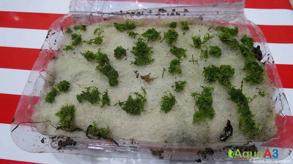 Cultivo de plantas emersas para Aquário com recipiente transparente