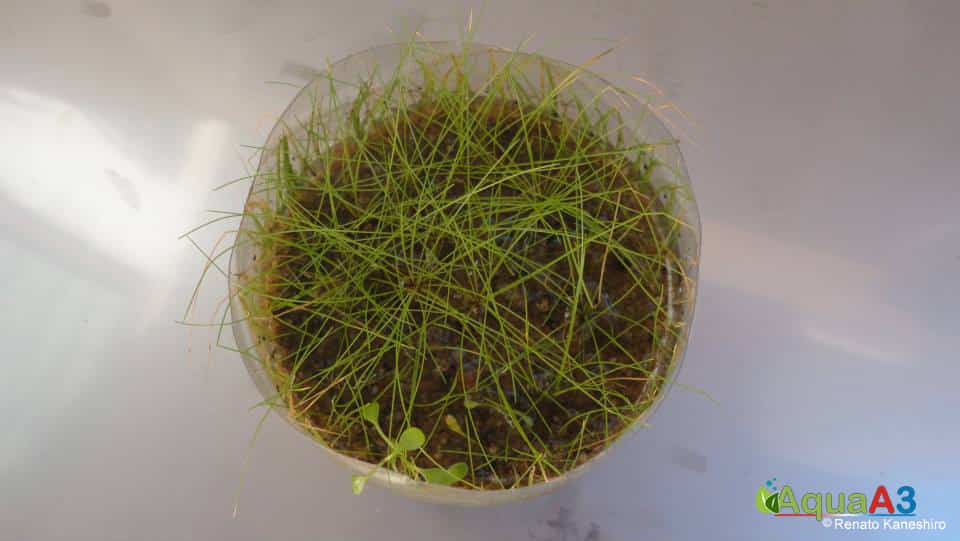 Cultivo de plantas emersas para Aquário -  eleocharis minima