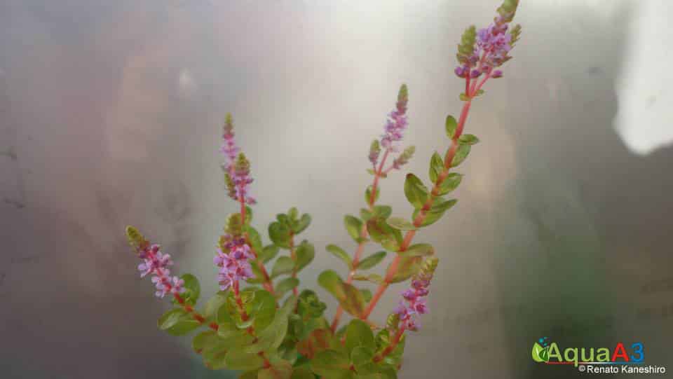 Cultivo de plantas emersas para Aquário -  floração rotala Rotunfifolia