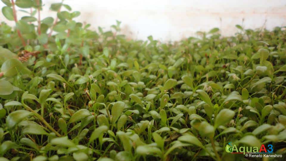 Cultivo de plantas emersas para Aquário -  glossostigma elatinoides