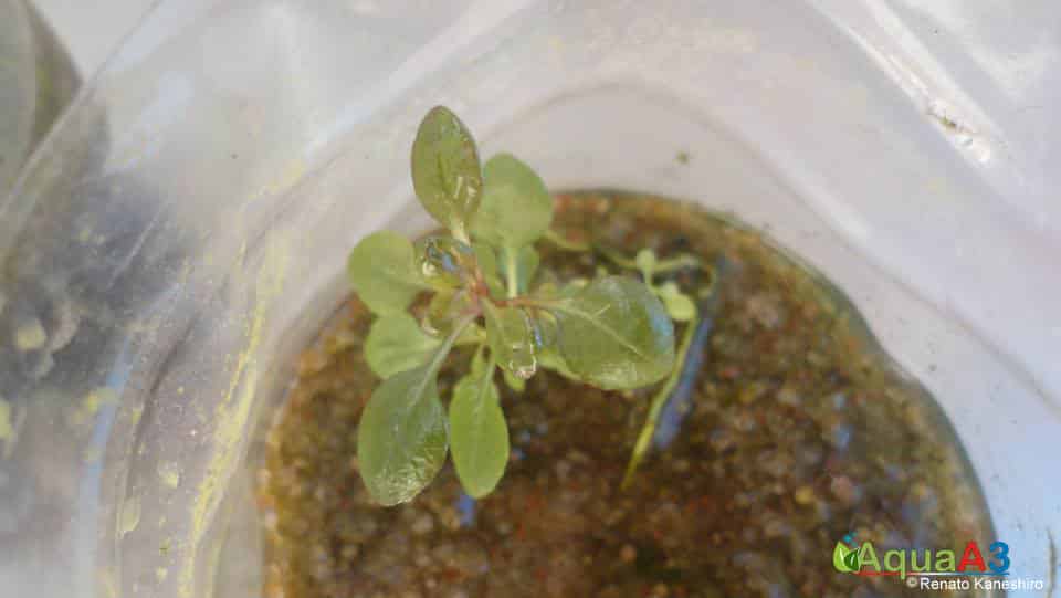 Cultivo de plantas emersas para Aquário - lobelia cardinalis small form