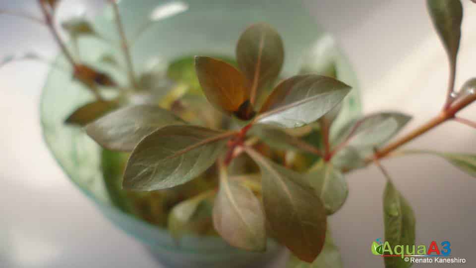 Cultivo de plantas emersas para Aquário -  ludwigia sp red