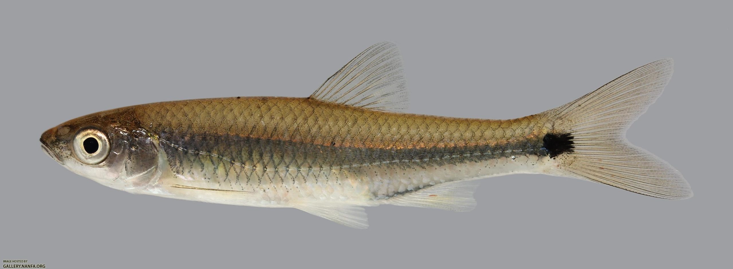  Cyprinella venusta: Barulho humano obriga peixes a "gritarem"