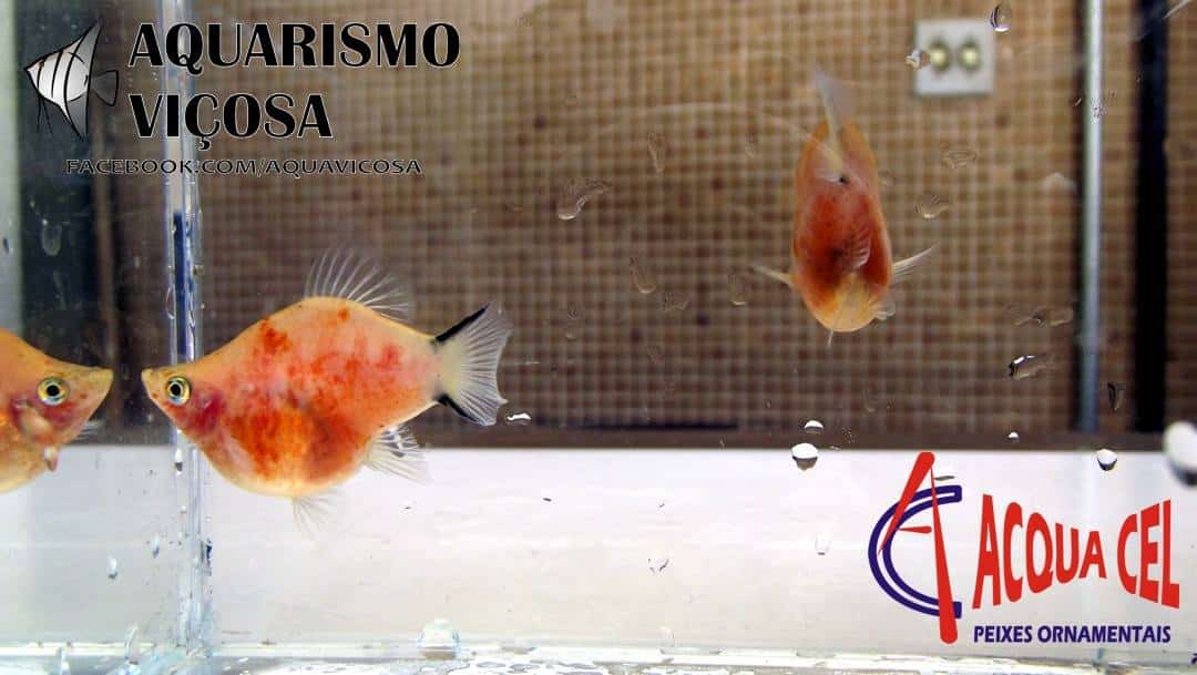 Minas Gerais: II Encontro de Aquarismo em Viçosa - Platy Blood Glass Balão