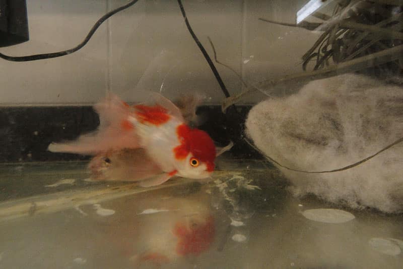 Laboratório de peixes ornamentais está sendo implantado na Escola de Veterinária 3