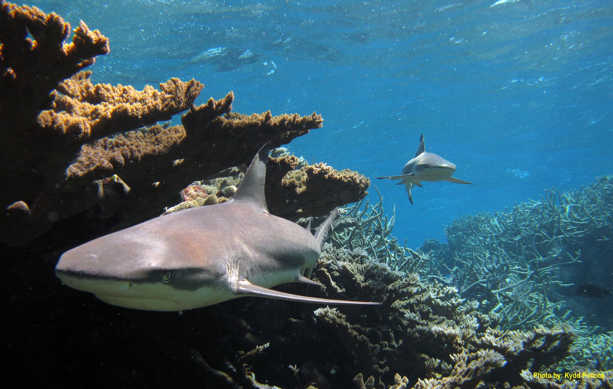 Obama cria o maior santuário oceânico do mundo no oceano Pacífico Central