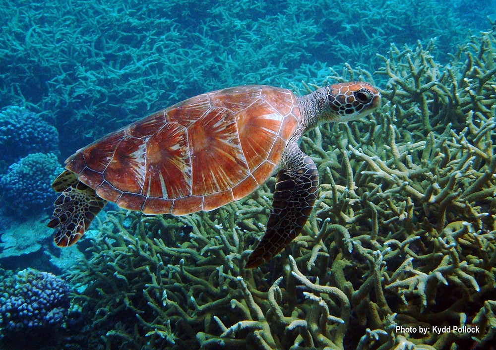 Obama to create world’s largest protected marine reserve in Pacific Ocean
