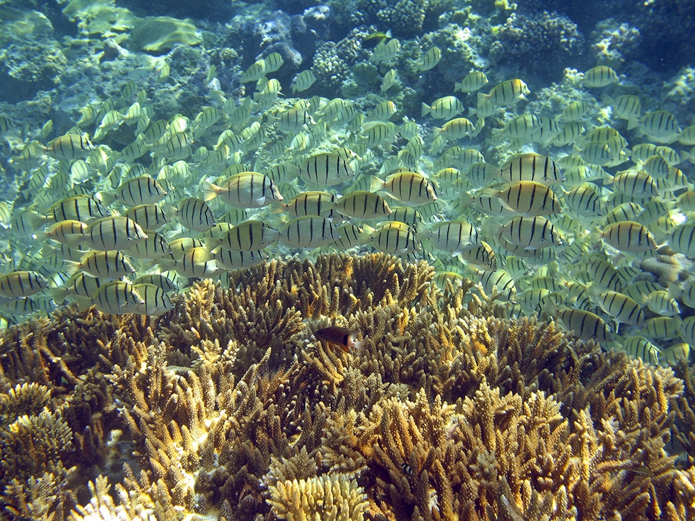 Obama usa sua autoridade para criar o santuário oceânico do mundo -Scripps Institution of Oceanography