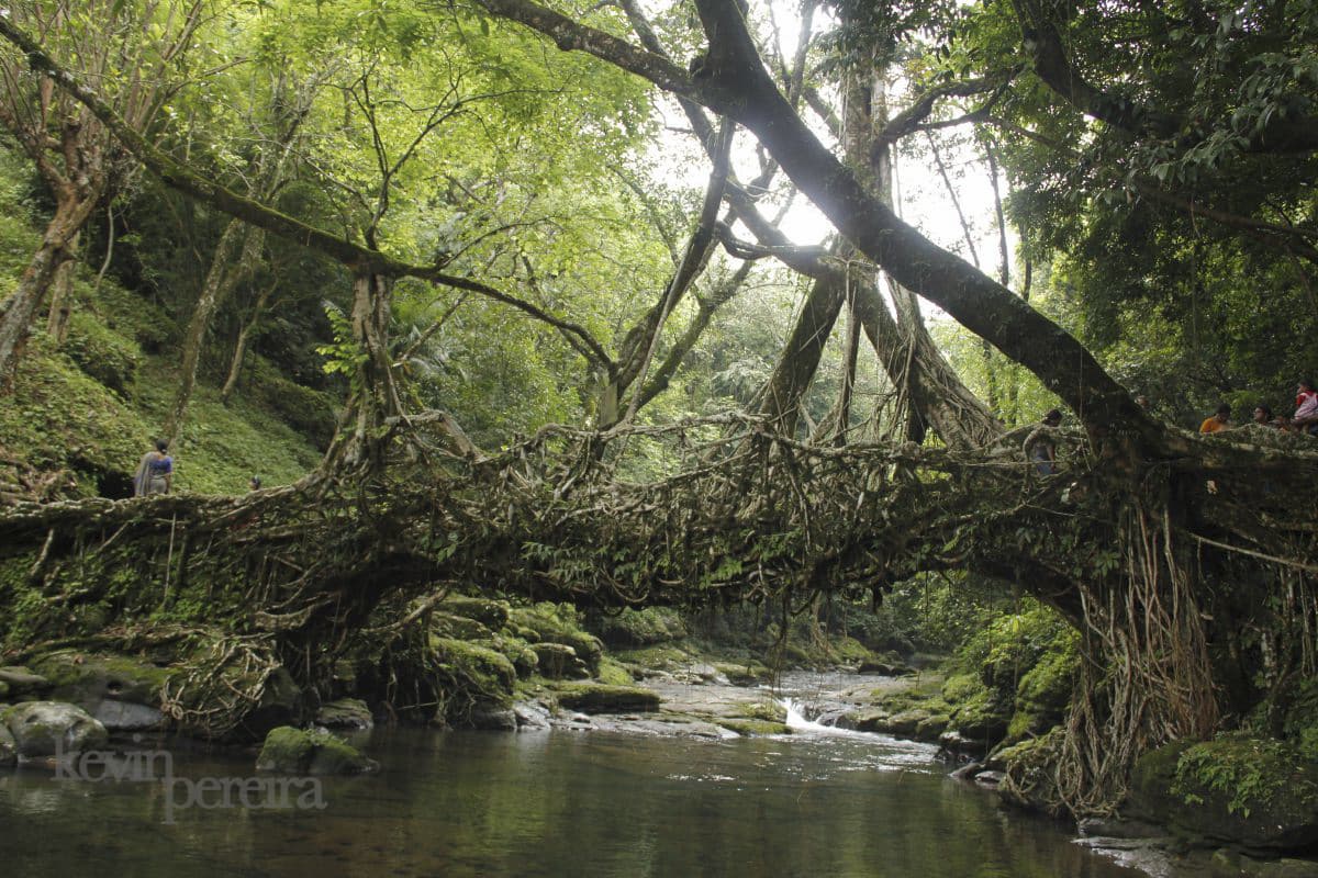 The Living Bridges of Meghalaya Hamza Syed 215º IAPLC 2014