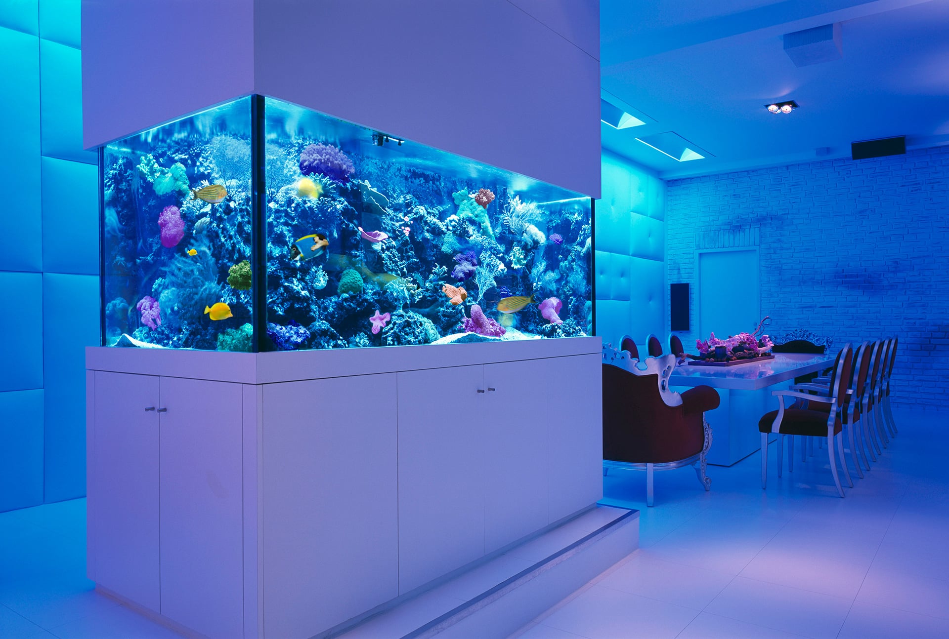aquarium kitchen (aquario na cozinha)