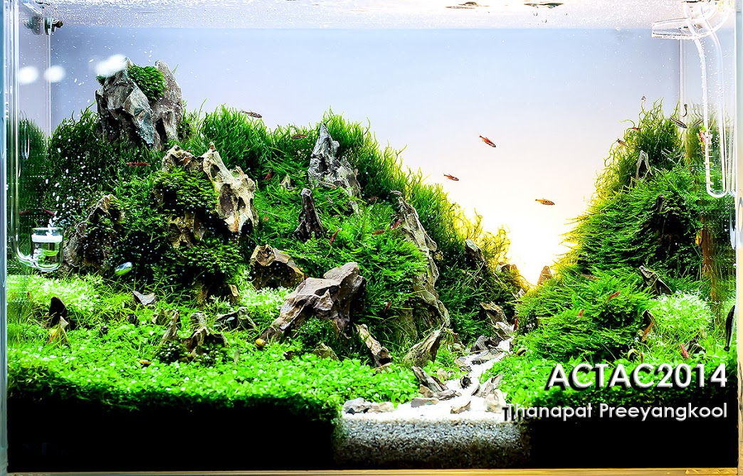 10º Thanapat Preeyangkool -Resultado ACT (Aquascaper Club of Thailand) 2014