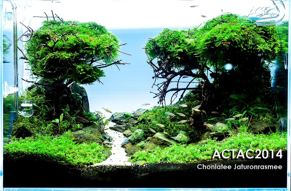 2º  Chonlatee Jaturonrasmee - Resultado ACT (Aquascaper Club of Thailand) 2014