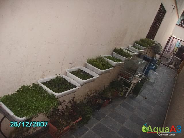 Cultivo de plantas emersas para aquário em hidroponia 2