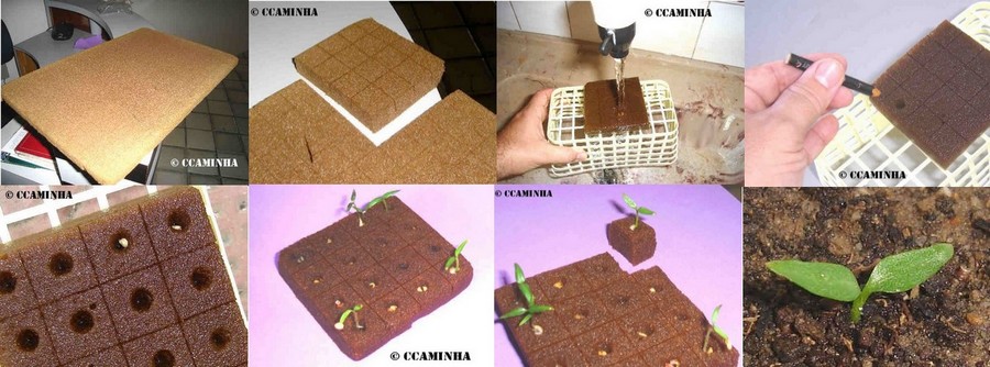 Cultivo de plantas emersas para aquário em hidroponia - Espuma fenólica como plantar