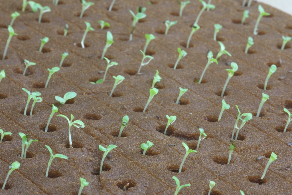 Cultivo de plantas emersas para aquário em hidroponia - Espuma fenólica do tipo Green Up