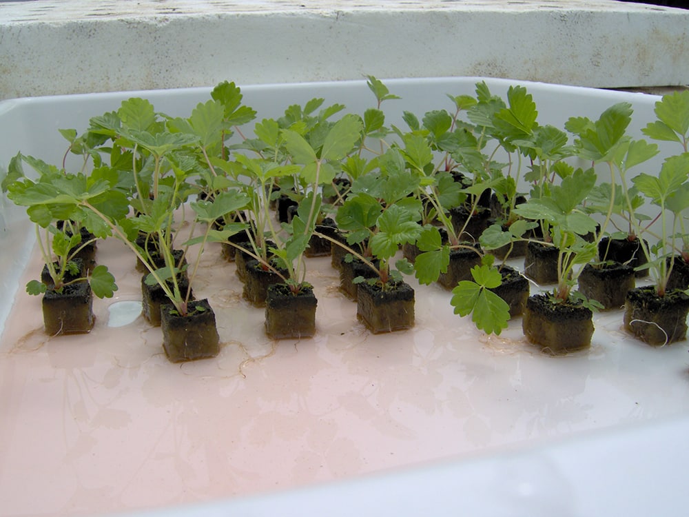 Cultivo de plantas emersas para aquário em hidroponia - Espuma fenólica plantas