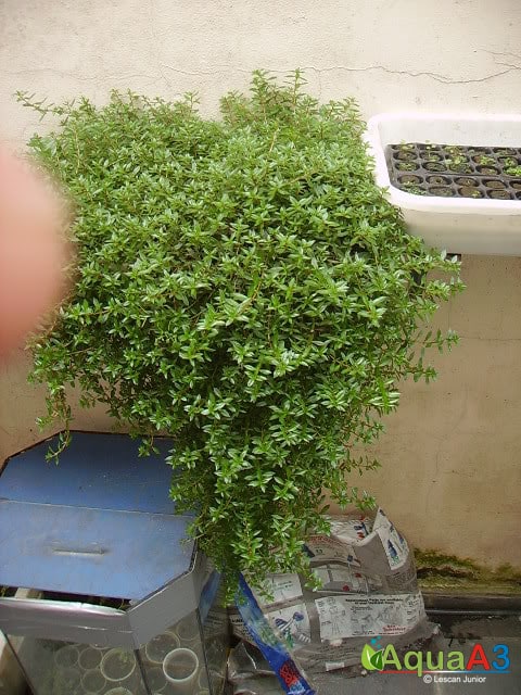 Cultivo de plantas emersas para aquário em hidroponia - Rotala rotundifolia