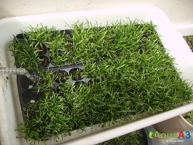 Cultivo de plantas emersas para aquário em hidroponia - bandeja 