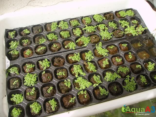 Cultivo de plantas emersas para aquário em hidroponia - Sementeira na bandeja