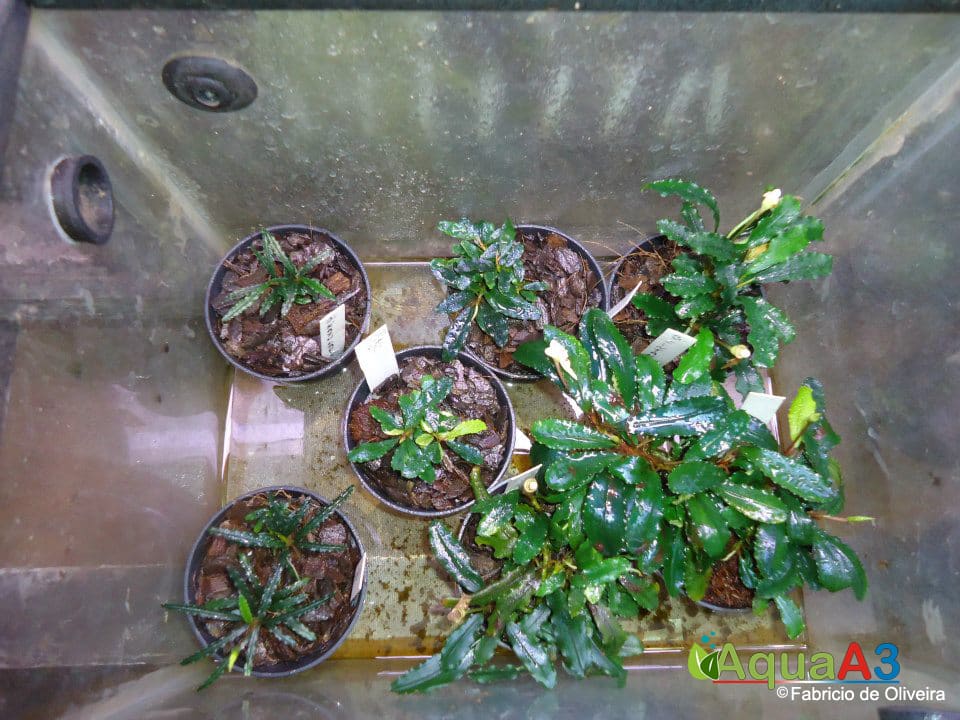 cultivo emerso de plantas low anubias e bucephalandra emersa