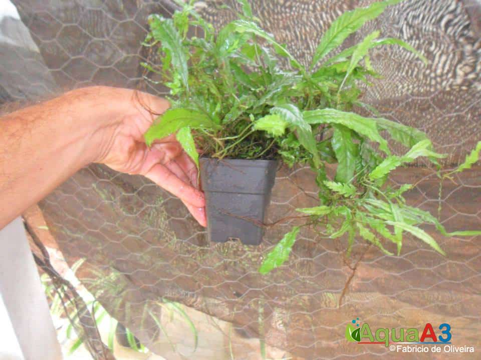 cultivo emerso de plantas low microsorum