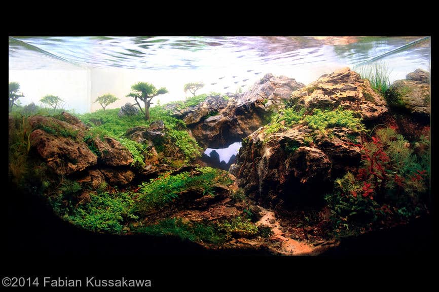 2º colocado Fabian Kussakawa International Aquascaping Contest 2014