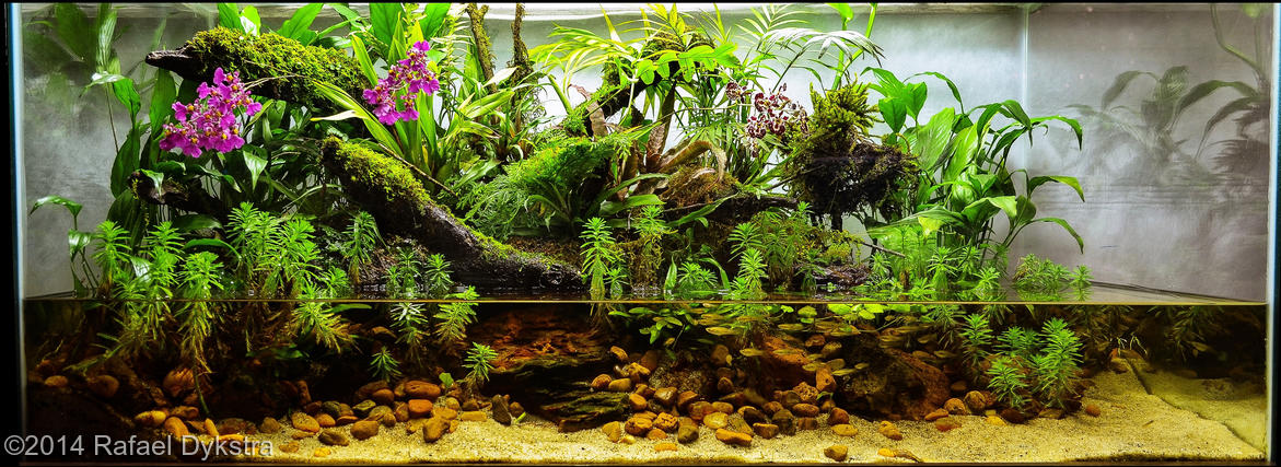 2º colocado Rafael Dykstra -  International Aquascaping Contest 2014