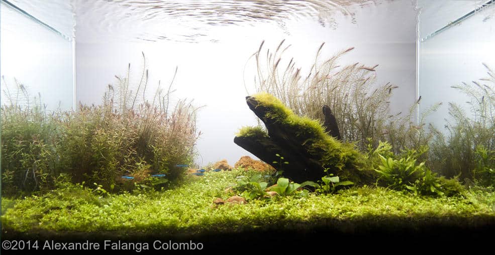 Alexandre Falanga Colombo -  International Aquascaping Contest 2014