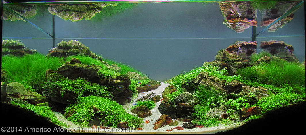 Americo Afonso Trannin Guazzelli -  International Aquascaping Contest 2014