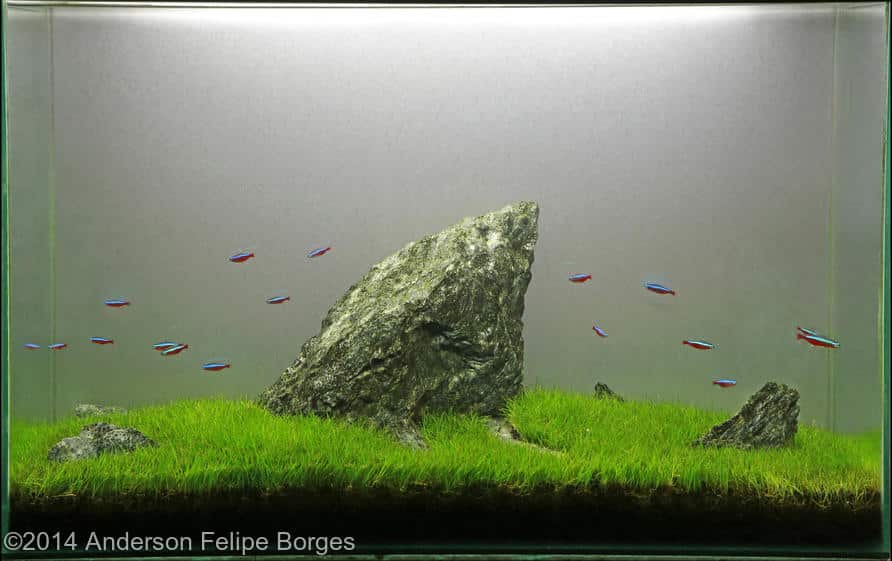 Anderson Felipe Borges -  International Aquascaping Contest 2014