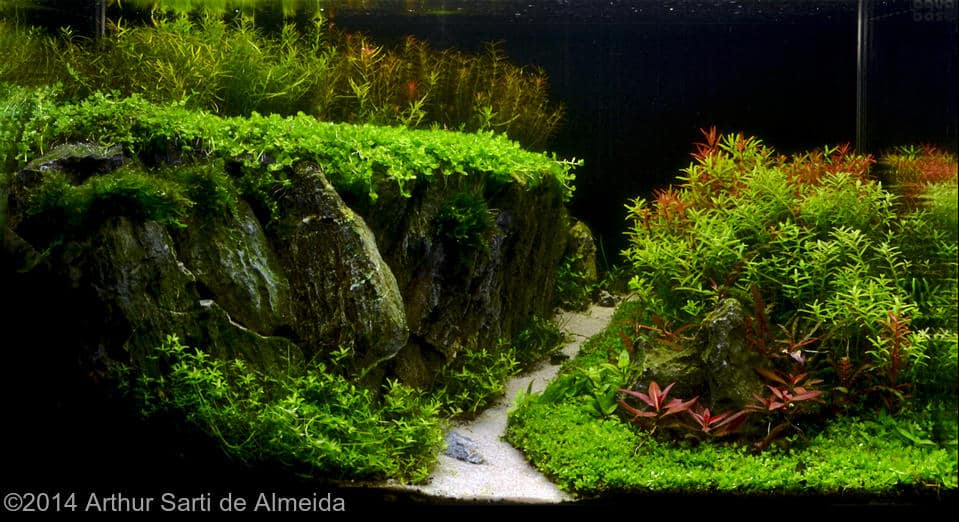 Arthur Sarti de Almeida -  International Aquascaping Contest 2014